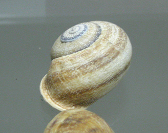 Helix aspersa, primer plano 03