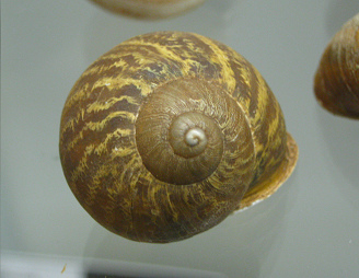 Helix aspersa, primer plano 04