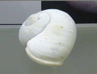 Otala lactea, primer plano