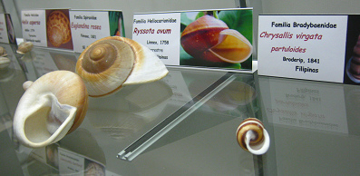 Ryssota ovum, placa