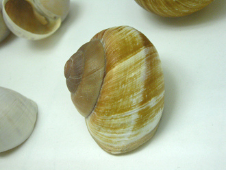 Ryssota otaheitiana ovum, primer
                              plano 01