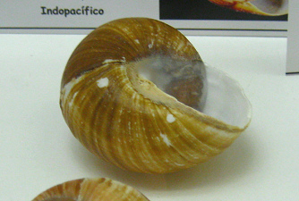 Ryssota otaheitiana ovum, primer
                              plano 02