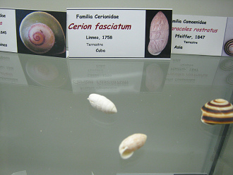 Cerion fasciatum