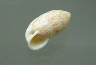 Cerion fasciatum, Nahaufnahme