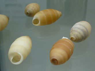 Cerion clappi, primer plano 01,
                              grupo