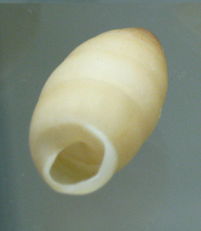 Cerion clappi, primer plano
                                      02