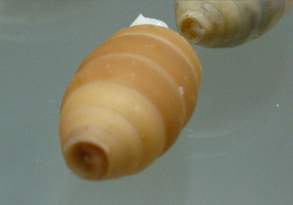 Cerion clappi, primer plano
                                      03