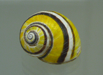 Polymita picta nigrolimbata, primer
                              plano