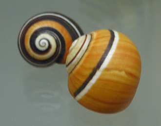 Polymita picta, primer plano