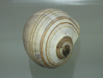 Pila ampullacea, primer plano