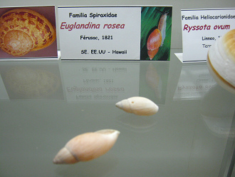 Euglandina rosea, placa