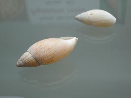 Euglandina rosea, primer plano