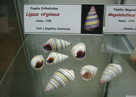 Liguus virgineus