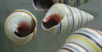 Liguus virgineus, primer plano