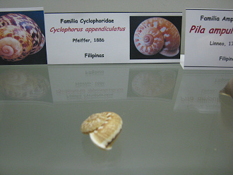 Cyclophorus appendiculatus