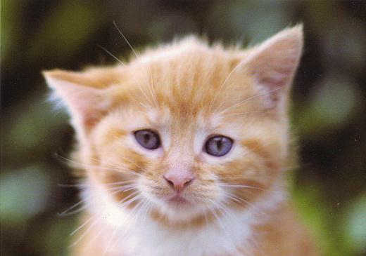 Stop animal experiments - e.g.
                  with cats