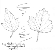 Feuerahorn,
Blätter Feuerahorn, Blätter