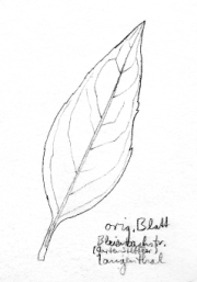 Grüne Forsythie, Blatt Grüne Forsythie,
Blatt