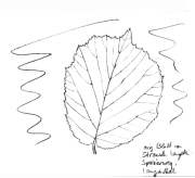 Haselnuss, Blatt Haselnuss, Blatt