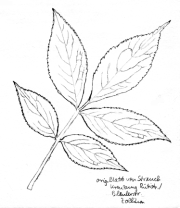 Schwarzer
Holunder, Fiederblatt Schwarzer
Holunder, Fiederblatt