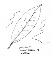 Kirschlorbeer, Blatt Kirschlorbeer,
Blatt