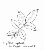 Hagebutte, Fiederblatt Hagebutte,
Fiederblatt