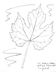 Echte Weinrebe, Blatt
(Liane) Echte Weinrebe,
Blatt (Liane)