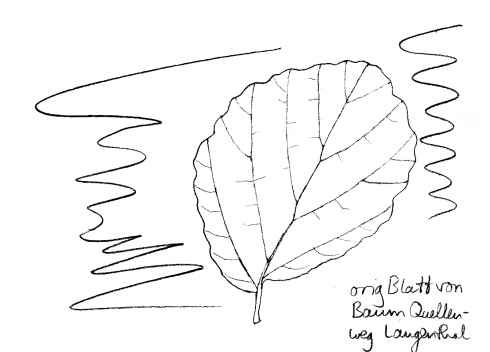 Strauch: Parrotie, Blatt