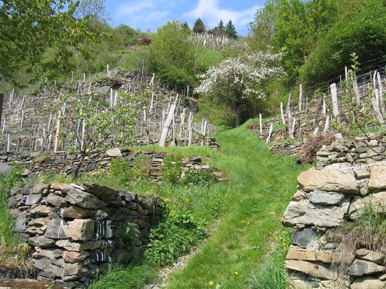 dry stone walls at the vineyard, region
                of Wachau (Austria)