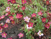 Rose saxifrage (Saxifraga decipiens)