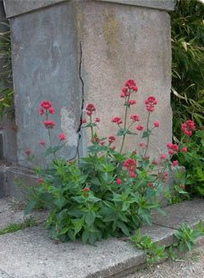 Red valerian / kiss-me-quick
                        (Centranthus ruber)
