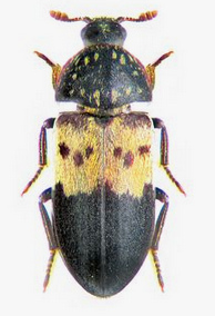 Carpet beetle
              (Dermestidae)