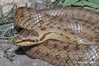 Smooth
              Snake (Coronella austriaca)