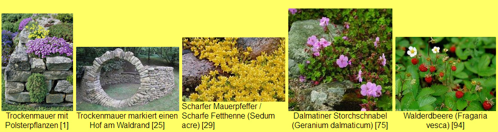 Trockenmauer 01 - Daten
                                  undPflanzen