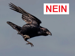 Krähe im Angriffsflug NEIN Krähe im
Angriffsflug NEIN