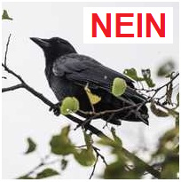 Krähe im Baum NEIN Krähe im Baum NEIN