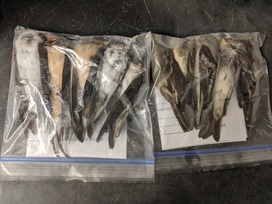 Tote Vögel eingesammelt in New
Mexiko im September 2020 Tote
Vögel eingesammelt in New Mexiko im
September 2020