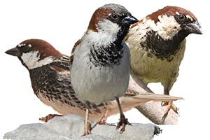 Im Vergleich
                          (von links nach rechts): Spanischer Spatz,
                          Hausspatz und Italienischer Spatz. - Foto: The
                          Sparrow Group