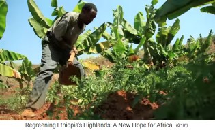 Die Provinz Oromia in Äthiopien hat
                      eine neue Kleinfelderwirtschaft z.B. mit
                      Bananenstauden rundrum