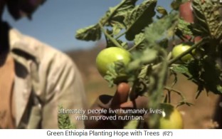 Tomates verdes en un campo de la
                    Fundación Etiopía Verde