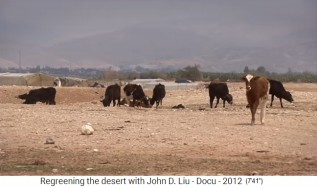 Jordanien, eine Kuhherde auf W�stenboden