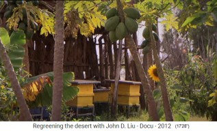 Äthiopien, das Dorf Abraha Atsebaha mit
                      Papayas, Sonnenblumen und Bienenstöcken