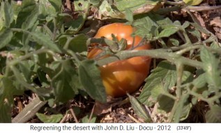 Permakulturgarten in Jordanien, Tomate
                    reift heran