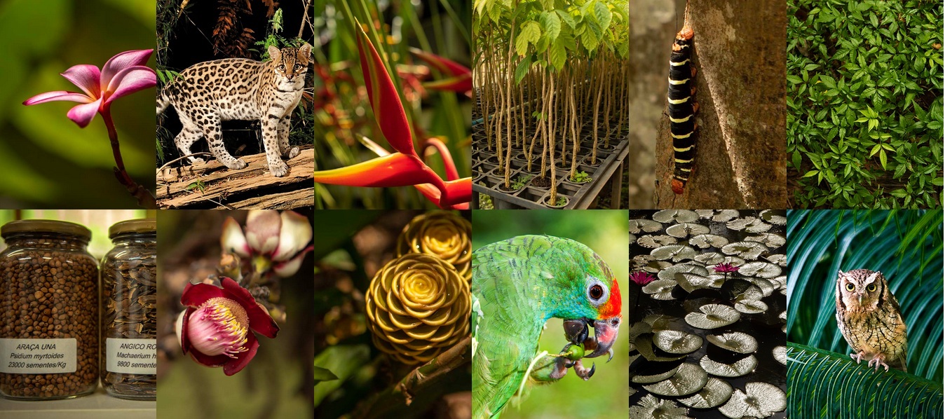 Die Farm Bulcão, Beispiele aus der
                      Pflanzenwelt und Tierwelt (Webseite von Instituto
                      Terra)