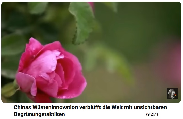 China Lutjan:
                                      Rosen in der W�ste, Zoom