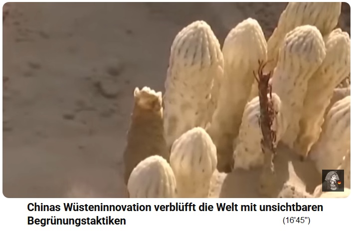 China Tibukiw�ste:
                                                Spargel w�chst unter den
                                                Sonnenkollektoren