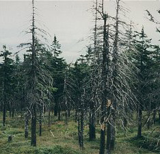 Geschwächter, anfälliger Wald
im östlichen Erzgebirge Geschwächter, anfälliger Wald im östlichen
Erzgebirge