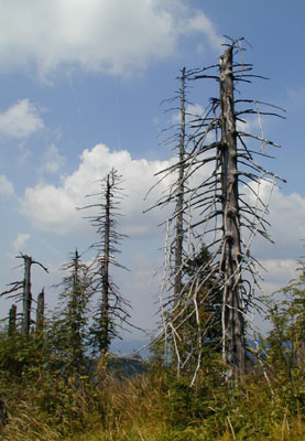 Waldsterben im Erzgebirge Waldsterben im Erzgebirge