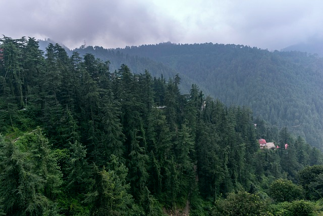 Tannenwald hat h�chste Heilwirkung
                              mit Terpenen vom Harz und von Nadeln