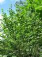 Haselbusch, Haselstrauch , hazel